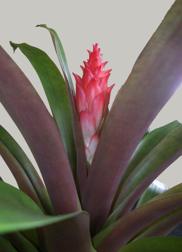 گازمانیا برترونیانا - معرفی و خواص گیاهان دارویی